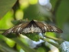 dsc 2481.jpg Grand papillon indéterminé à Walindi Plantation Resort 