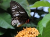 dsc 2508.jpg Papillon Ornithoptera priamus bornemanni femelle au Walindi Plantation Resort