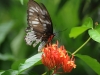 dsc 2516.jpg Papillon Ornithoptera priamus bornemanni femelle au Walindi Plantation Resort