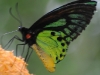 dsc 2519.jpg Papillon Ornithoptera priamus poseidon dans les jardins du Walindi Plantation Resort