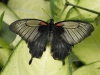 dsc 0425.jpg Papilio memnon femelle au Naturospace d'Honfleur 