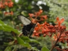 dsc 0452.jpg Papilio memnon femelle au Naturospace d'Honfleur 