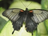 dsc 7814.jpg Papilio memnon femelle au Naturospace d'Honfleur 