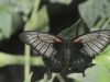 dsc 7828.jpg Papilio memnon femelle au Naturospace d'Honfleur 