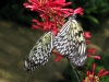 img 2011.jpg Idea leuconoe gordita à la ferme d'élevage de papillons à Bohol (croisière Camiguin)