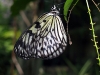 img 2012.jpg Idea leuconoe gordita à la ferme d'élevage de papillons à Bohol (croisière Camiguin)