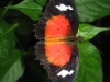 img 2019.jpg Ferme d'élevage de papillons à Bohol (croisière Camiguin)