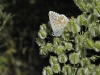 dsc 9118.jpg Bleu nacré Lysandra coridon sur le sentier aux papillons dans la vallée de Freissinières