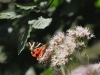 dsc 3451.jpg Ecaille chinée Euplagia quadripunctaria sur le sentier des papillons dans la valle de Fressinières