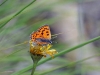 dsc 3488.jpg Cuivré de la verge d'or femelle Lycaena virgaureae sur le sentier aux papillons dans la vallée de fressinières
