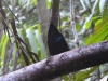 dscn 0441.jpg Paradisier gorge d'acier (Ptiloris magnificus) à Kwau