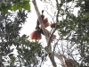 dscn 9452.jpg Paradisiers rouges (Paradisaea rubra) à Waigeo