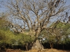 dsc 4905.jpg Baobab à Mampuya