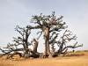 dsc 5034.jpg Le baobab araignée dans la forêt de la Réserve Naturelle de la Somone 