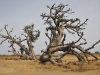dsc 5035.jpg Le baobab araignée dans la forêt de la Réserve Naturelle de la Somone 