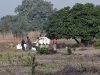 dsc 8897.jpg Travail des champs à Toubakouta dans le Parc National du Delta du Saloum