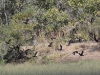 dsc 9608.jpg Dendrocygnes veufs Dendrocygna viduata à Simenti dans le Parc National de Niokolo Koba