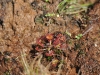 dsc 2332.jpg Drosera à feuilles rondes drosera rotondufolia au col de Méhatché
