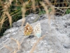 dsc 2472.jpg Couple de papillons azurés communs Polyommatus icarus