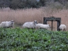 dscn 2358.jpg Moutons black face au lagunage de Rochefort