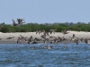 dsc 2562.jpg Canards colverts dans le golfe de Musura à Sulina