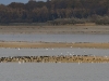 dsc 5400.jpg Rassemblement de grands cormorans, grandes aigrettes et mouettes rieuses à la digue de Giffaumont