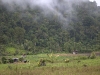 born 6610.jpg Paysage à Salulemo dans le parc national de Lore lindo au Sulawesi central