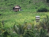 ch8a 2622.jpg Campagne dans la région de Luwuk au Sulawesi central