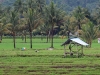 ch8a 2627.jpg Campagne dans la région de Luwuk au Sulawesi central