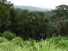 dscn 1951.jpg Dans le parc national de Tangkoko au Sulawesi nord