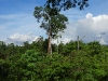 dscn 2738.jpg Forêt à Halmahera aux Moluques