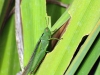 dsc 1586.jpg Grande sauterelle verte Tettigonia viridissima dans le marais de Grand Capo à Ajaccio