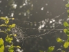 dsc 3473.jpg Toiles d'araignées d'automne