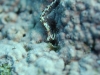 dsc 0361.jpg Nudibranche Phidiana indica à Meil's reef, Father's reef, mer de Bismarck, PNG