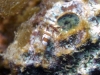 dsc 0151.jpg Limace de mer Philinopsis sp. à Nudis' retreat, Lembeh
