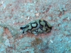 IMG 3185.jpg Limace de mer Philinopsis pilsbryii à Havelock island, Midle point, Andaman, Inde