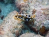 dsc 0030.jpg Nudibranche Phyllidia ocellata à Ali baba II, baie de Kampana, Togians, Sulawesi