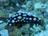 dsc 0354.jpg Nudibranche Phyllidia tula à Meil's reef, Father's reef, mer de Bismarck, PNG
