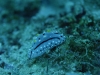 dsc 0582.jpg Nudibranche Phyllidia elegans à  Suzan's reef, Kimbe bay, PNG