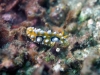 dsc 0617.jpg Nudibranche Phyllidia ocellata à  Aer prang 1, Lembeh, Sulawesi
