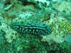 img 2767.jpg Nudibranche Phyllidia varicosa à Passage island, Fish rock, Andaman, Inde