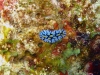 img 2898.jpg Nudibranche Phyllidia marindica à Bubble reef, Narcondam island, Andaman, Inde