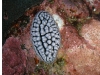 p 3300007.jpg Nudibranche Phyllidia  pustulosa à Western rocky, îles Mergui, Birmanie
