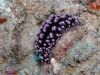 p 9110015.jpg Nudibranche Phyllidiella nigra à Seaventures, Mabul, Sabha, Malaisie