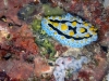 p 9150341.jpg Nudibranche Phyllidia coelestis à Paradise I, Mabul, Sabah, Indonésie