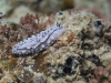 dsc 0681.jpg Nudibranche Phyllidiella lizae à Cherrie's reef, Milne bay, PNG
