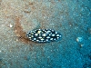 img 0136.jpg Nudibranche Phyllidia tula à Tanjung pasir, Ruang island, Nord Sulawesi