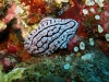 img 2888.jpg Nudibranche Phyllidiella zeylandica à The Lighthouse reef, Narcondam island , Andaman, Inde
