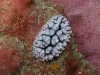 p 3290416.jpg Nudibranche Phyllidiella pustulosa à Western rocky, îles Mergui, Birmanie 