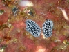 p 3290420.jpg Nudibranches Phyllidiella pustulosa à Western rocky, îles Mergui  Birmanie